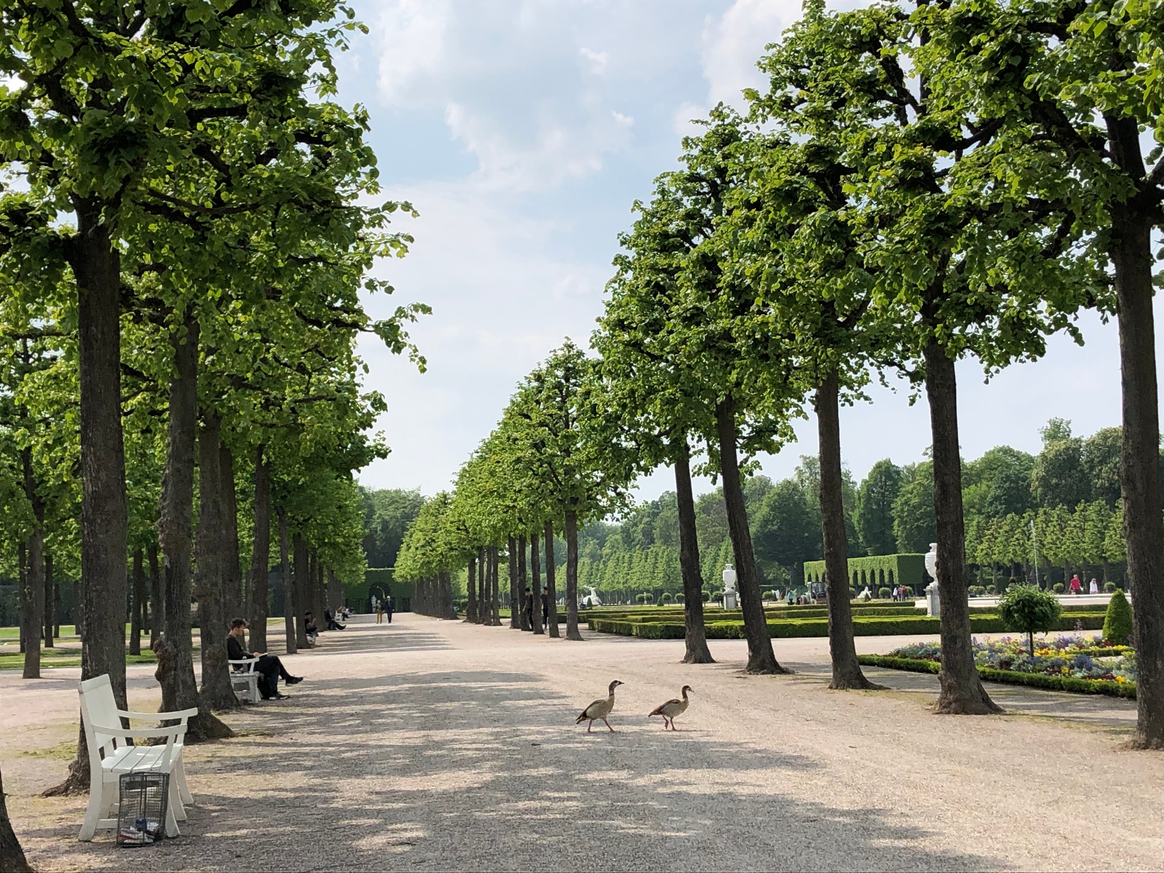 Ducks crossing road in a park in Germany