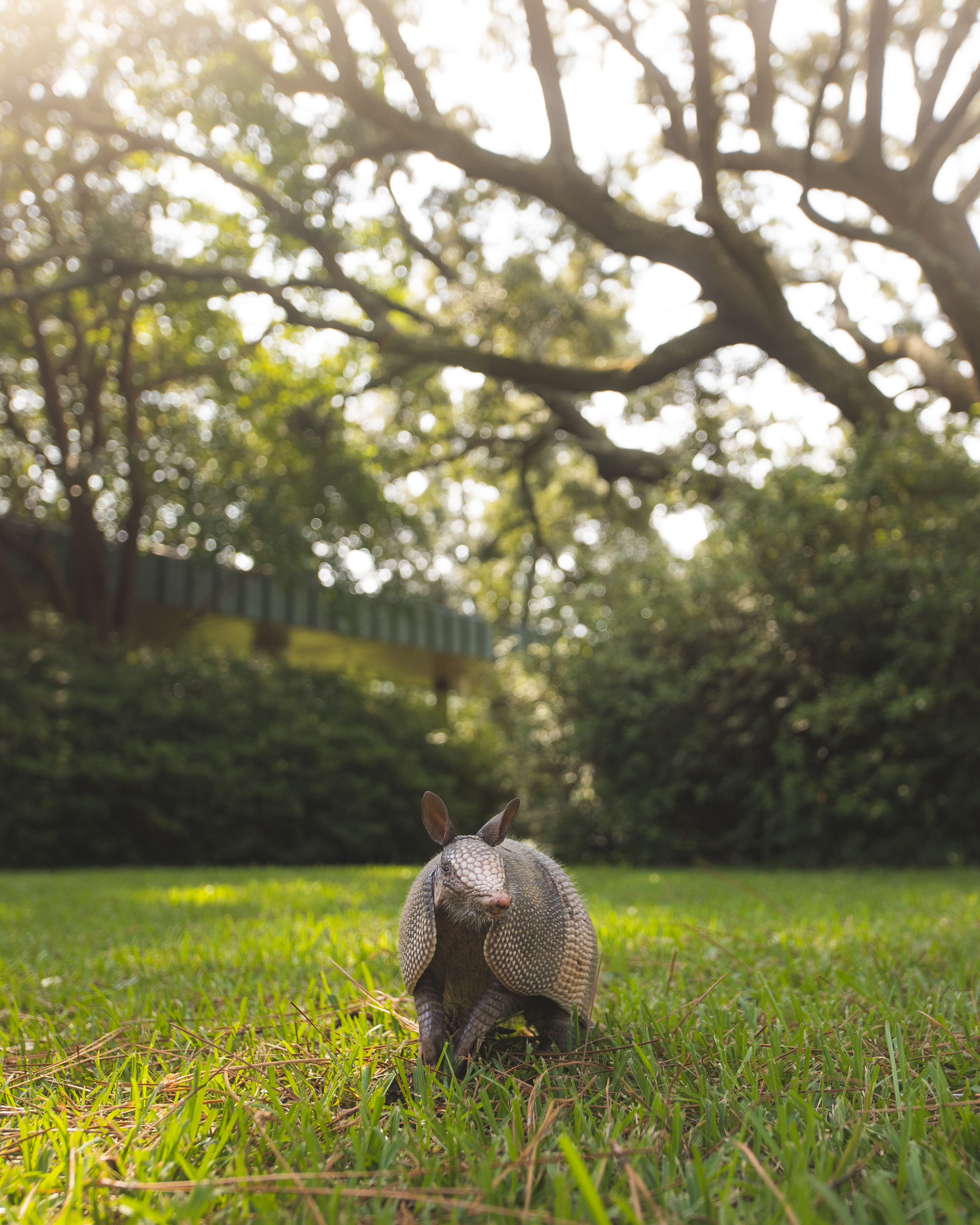 Photo of armadillo at UWF