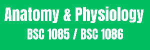 Anatomy and Physiology BSC 1085 BSC 1086